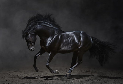 Fototapeta Tajemný černý kůň 1281